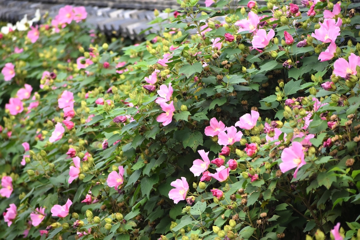 東福寺　芙蓉　見頃　2019年10月3日　撮影：MKタクシー