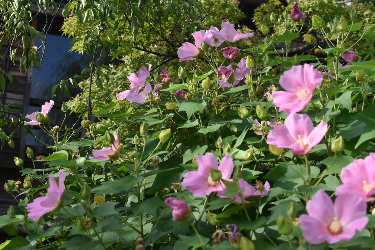 祇園白川 芙蓉 五分咲き 2018年8月2日 撮影:MKタクシー