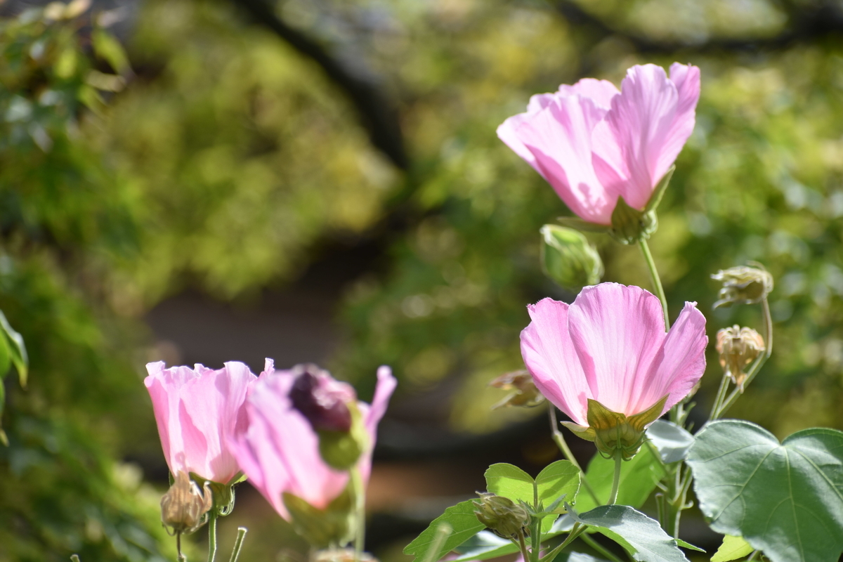 祇園白川　芙蓉　見頃　2018年8月9日　撮影：MKタクシー