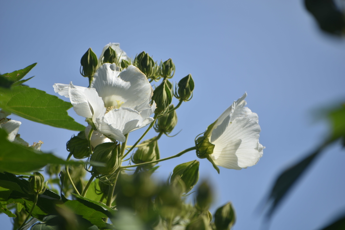 京都府立植物園　芙蓉　見頃　2019年9月20日　撮影：MKタクシー