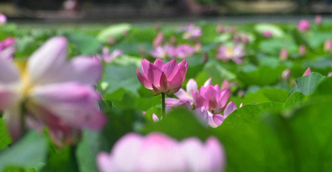 大沢池 蓮 見頃 2019年7月7日 撮影:MKタクシー
