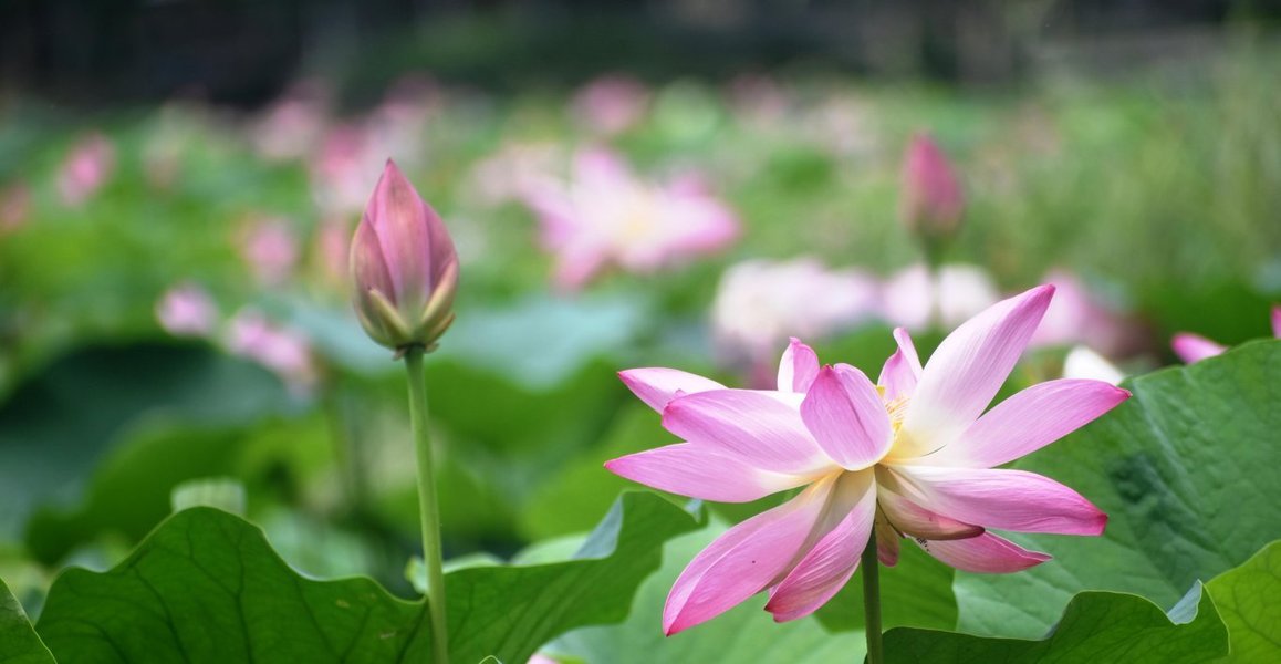 大沢池 蓮 見頃 2019年7月21日 撮影:MKタクシー