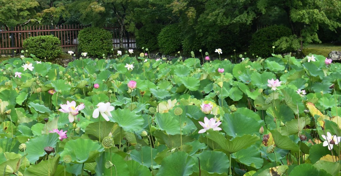放生池 蓮 見頃 2019年7月28日 撮影:MKタクシー