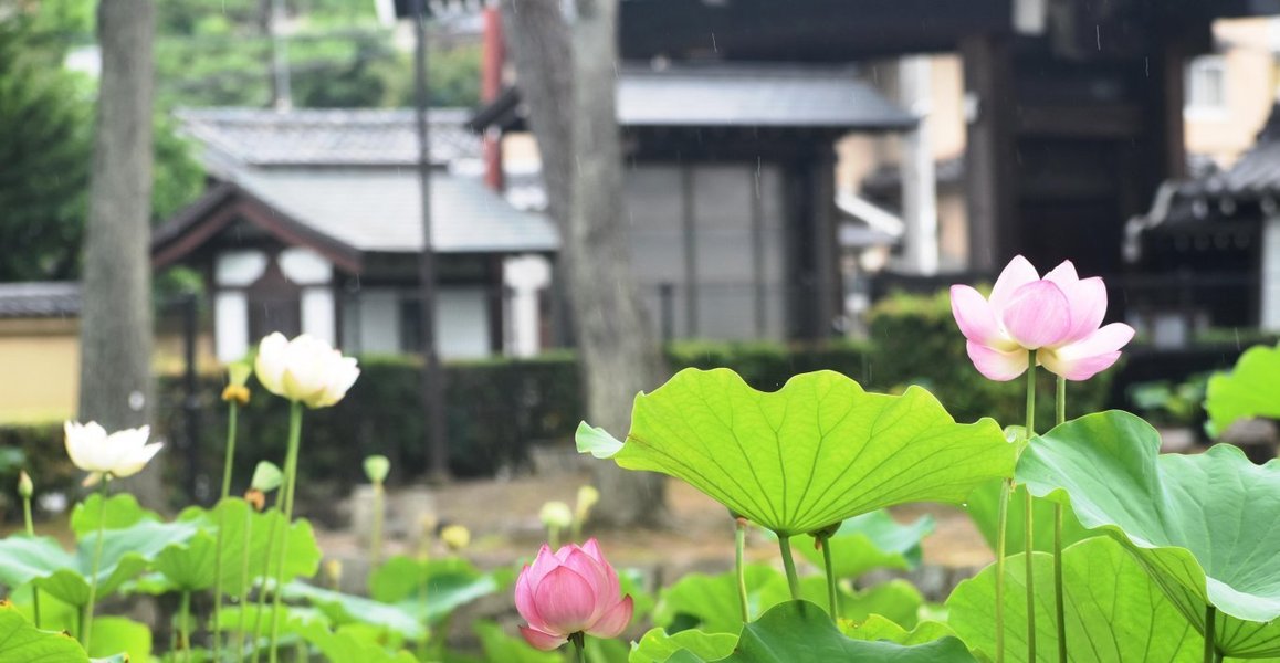 放生池 蓮 五分咲き 2019年7月13日 撮影:MKタクシー