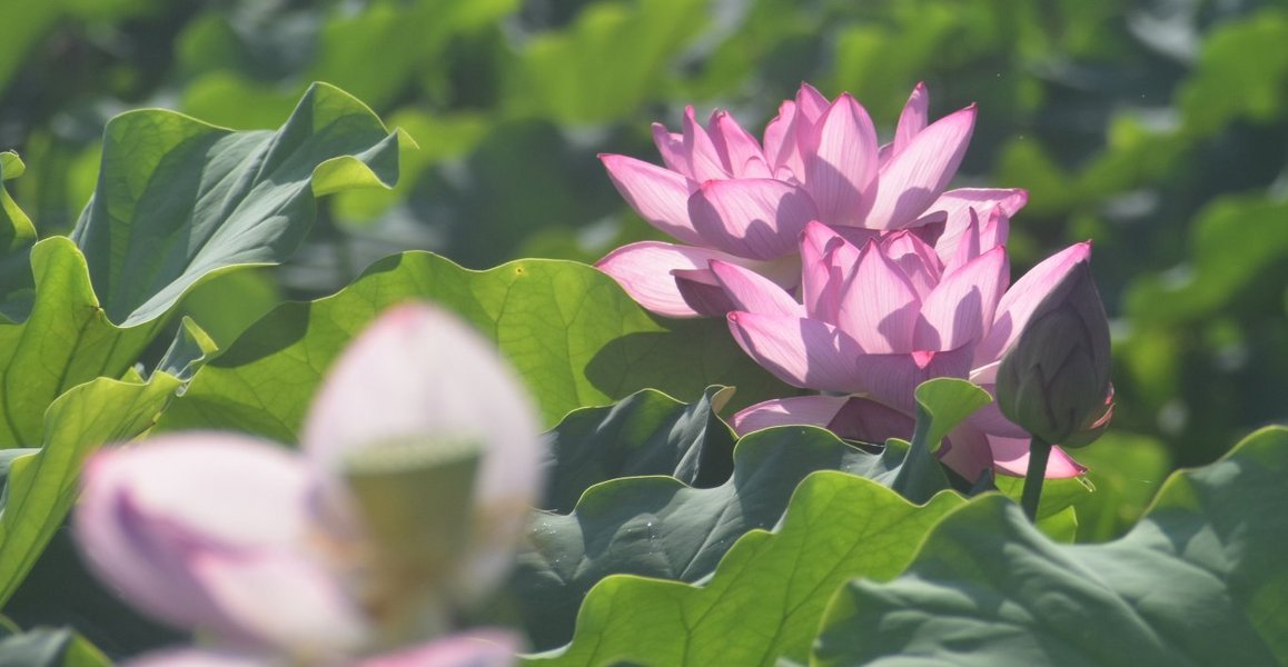 東寺　蓮　見頃　2019年7月26日　撮影：MKタクシー