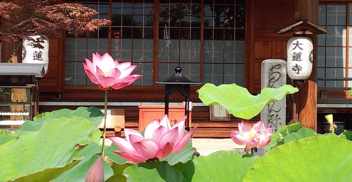 大蓮寺 蓮 見頃 2014年7月1日 撮影:MKタクシー