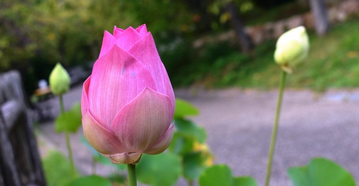 宇治市植物公園　蓮　終わり近し　2019年9月30日　撮影：MKタクシー