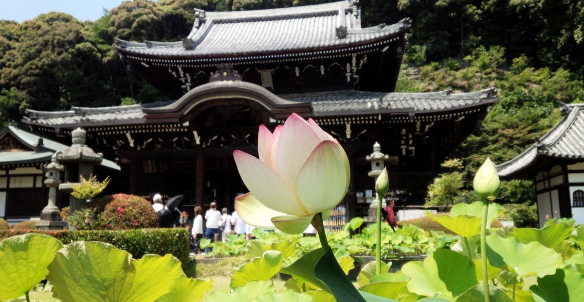 三室戸寺 蓮 咲き始め 2017年6月19日 撮影:MKタクシー