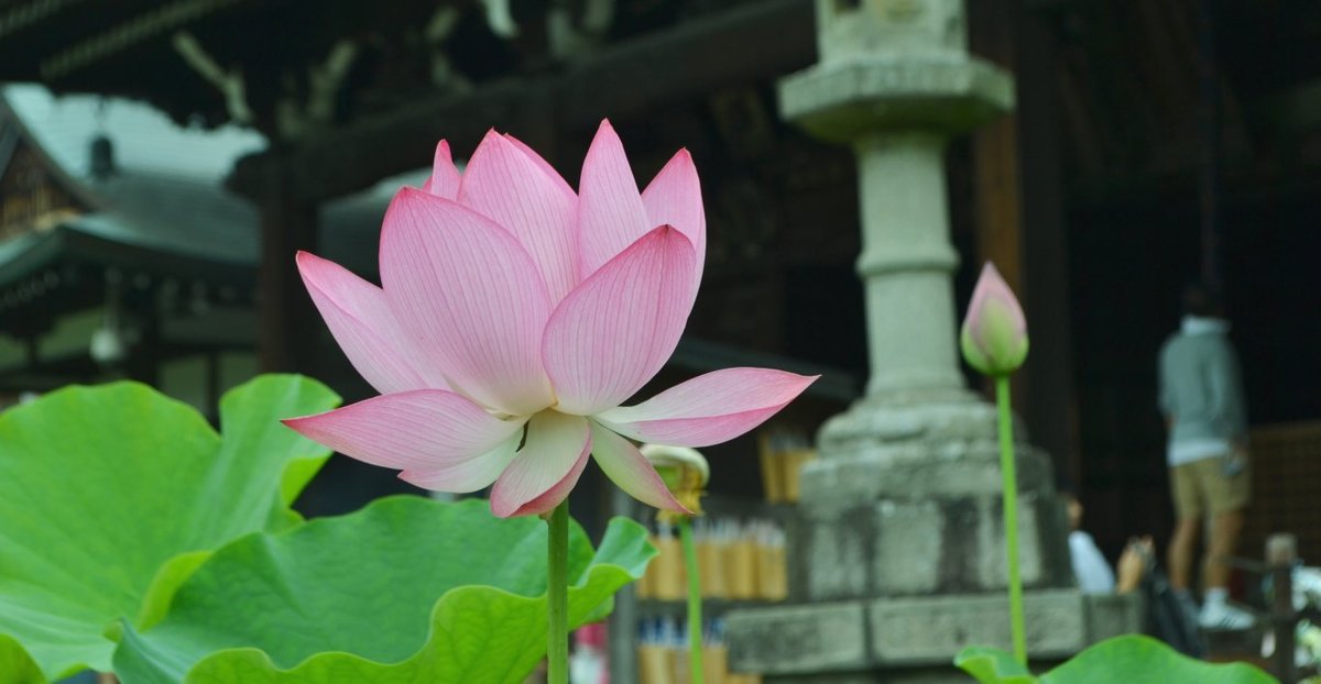 三室戸寺　蓮　五分咲き　2017年7月9日　撮影：MKタクシー