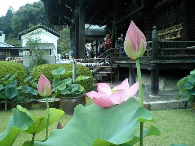 三室戸寺　蓮　見頃　2008年7月15日　撮影：MKタクシー