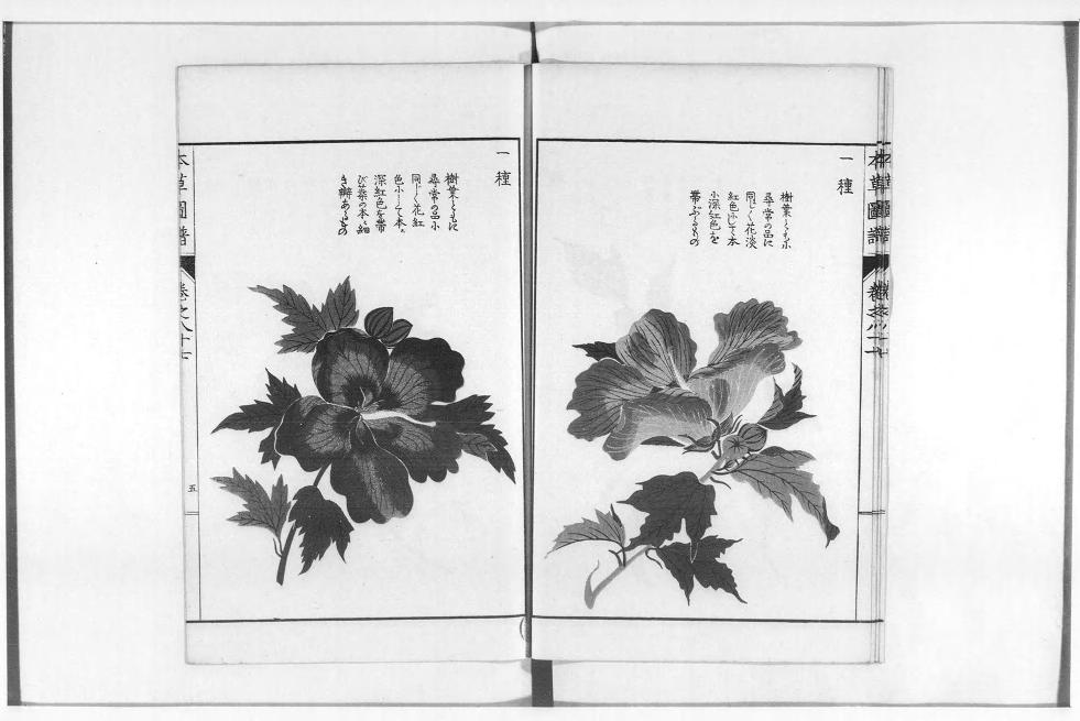 「本草図譜」国立国会デジタルコレクションより