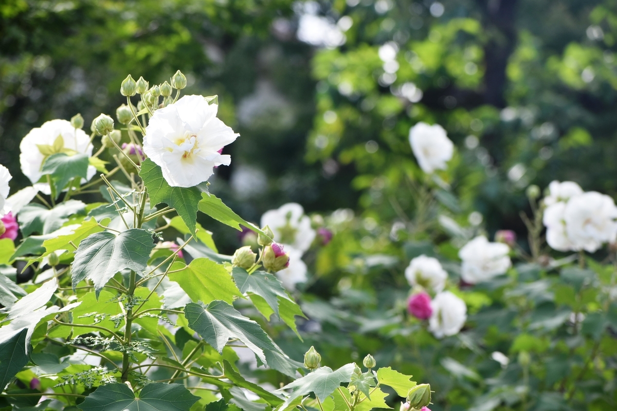 法輪寺 芙蓉 2019年10月6日 撮影:MKタクシー