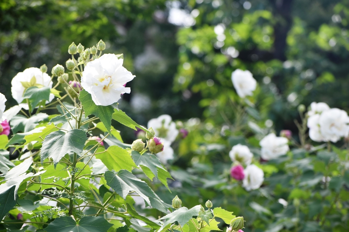 法輪寺　芙蓉　2019年10月6日　撮影：MKタクシー