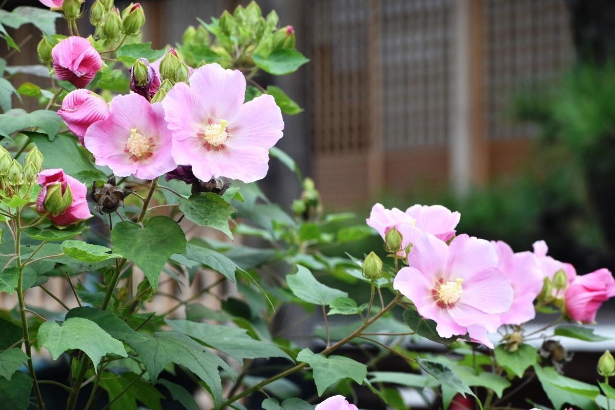 妙蓮寺 芙蓉 見頃 2019年9月26日 撮影:MKタクシー