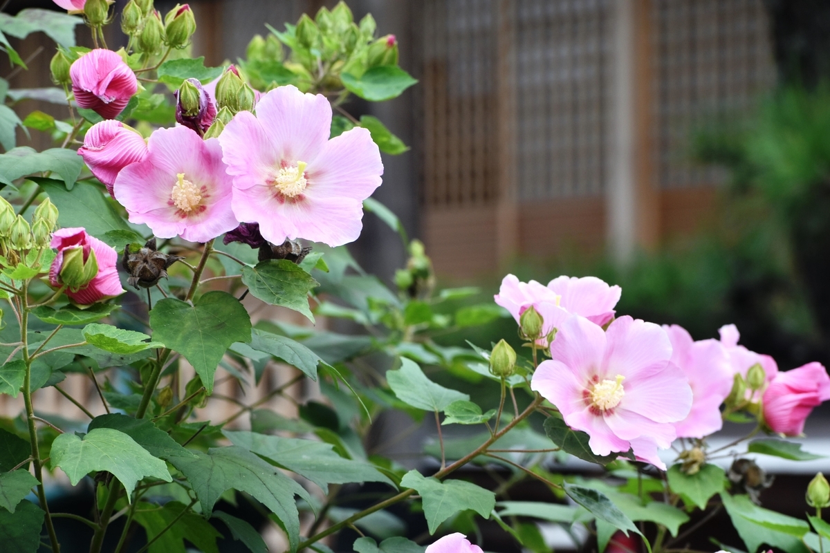 妙蓮寺　芙蓉　見頃　2019年9月26日　撮影：MKタクシー