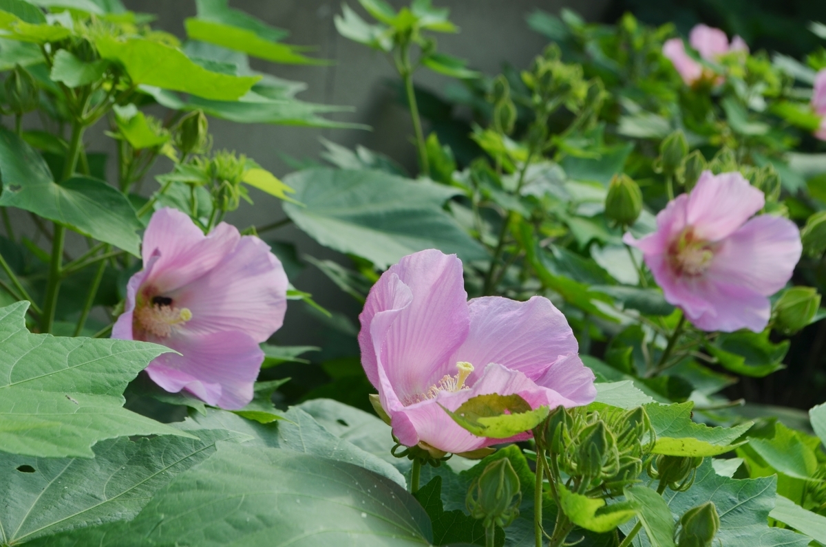 東福寺 芙蓉 咲き始め 2020年7月20日 撮影:MKタクシー