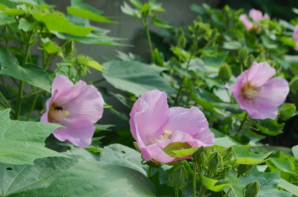 東福寺　芙蓉　咲き始め　2020年7月20日　撮影：MKタクシー