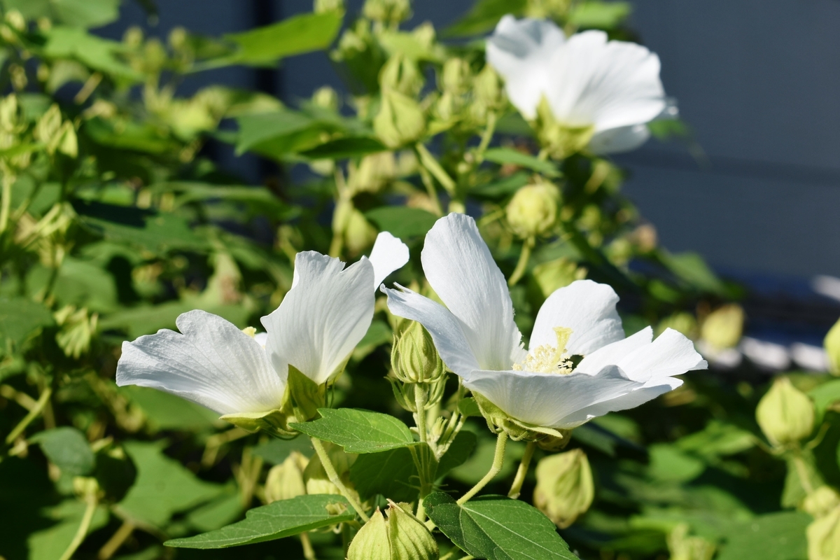 東福寺　芙蓉　咲き始め　2019年9月9日　撮影：MKタクシー