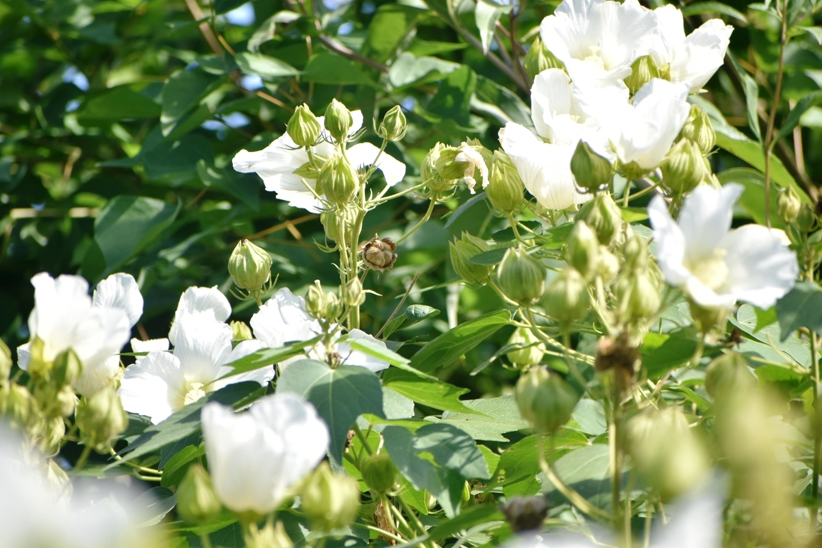 京都府立植物園　芙蓉　散り始め　2019年10月6日　撮影：MKタクシー