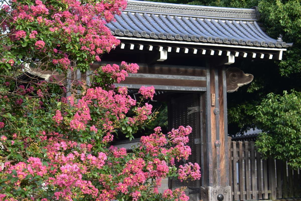 寺町御門 サルスベリ 見頃 2019年9月10日 撮影:MKタクシー