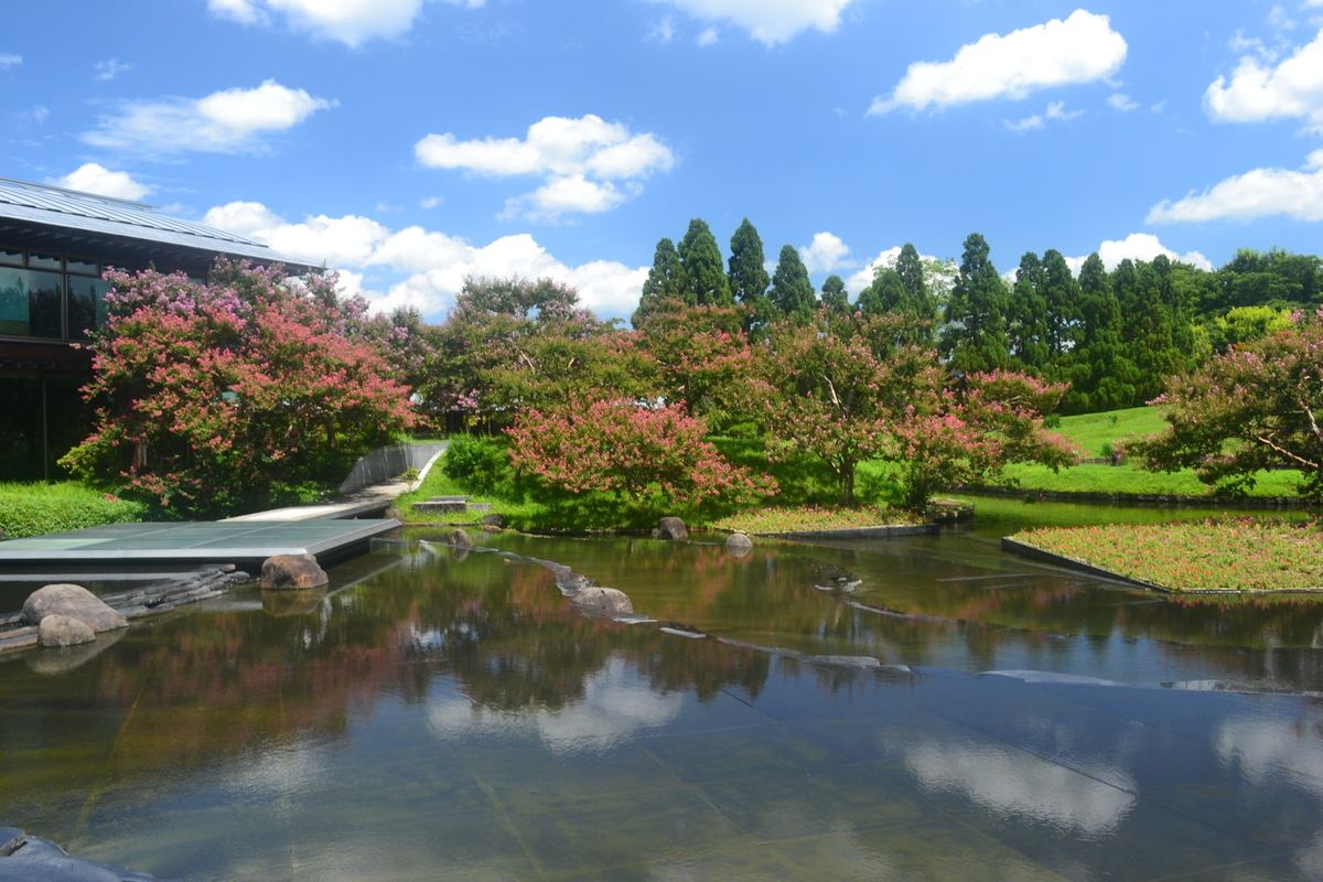 梅小路公園・朱雀の庭 サルスベリ 見頃 2018年8月9日 撮影:MKタクシー