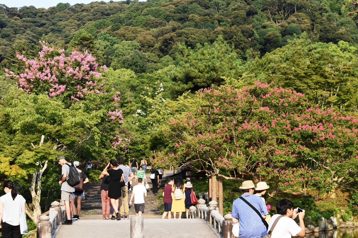 円山公園 サルスベリ 見頃 2019年8月10日 撮影:MKタクシー