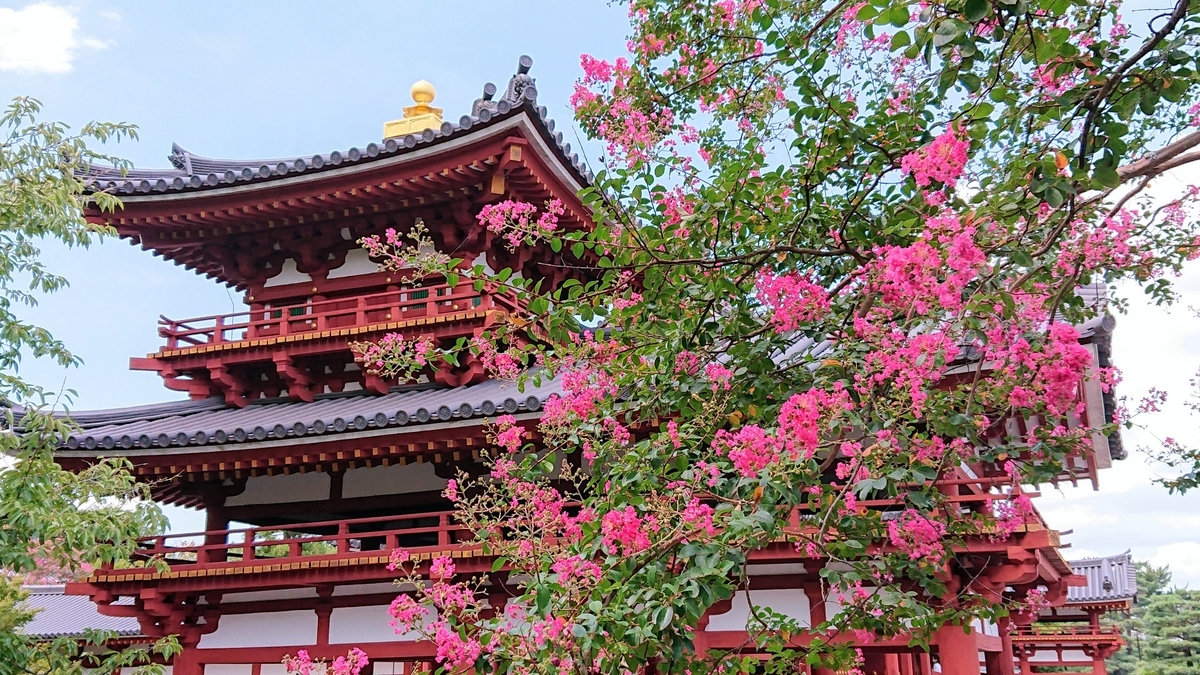 平等院 サルスベリ 見頃 2018年8月27日 撮影:MKタクシー