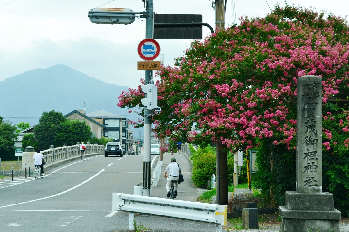 出雲路橋 サルスベリ 見頃 2017年8月28日 撮影:MKタクシー