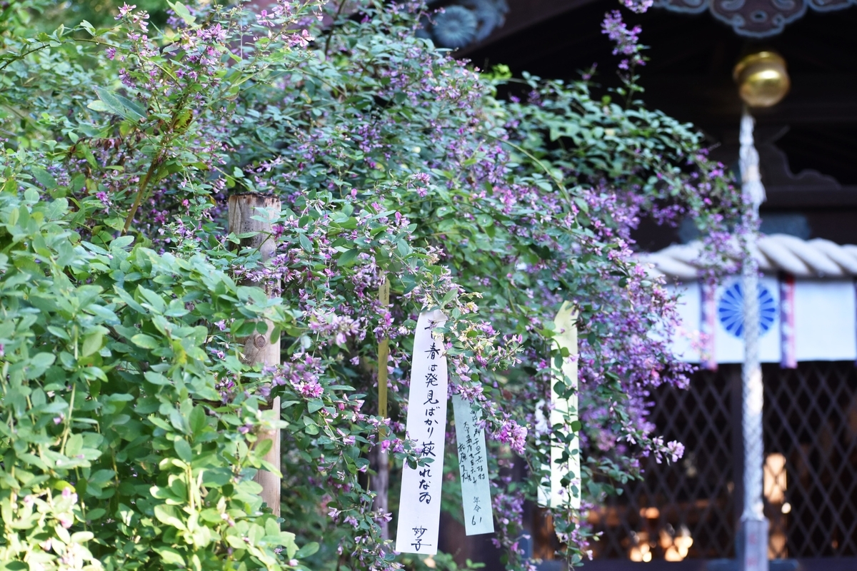 梨木神社 萩 五分咲き 2018年9月28日 撮影:MKタクシー
