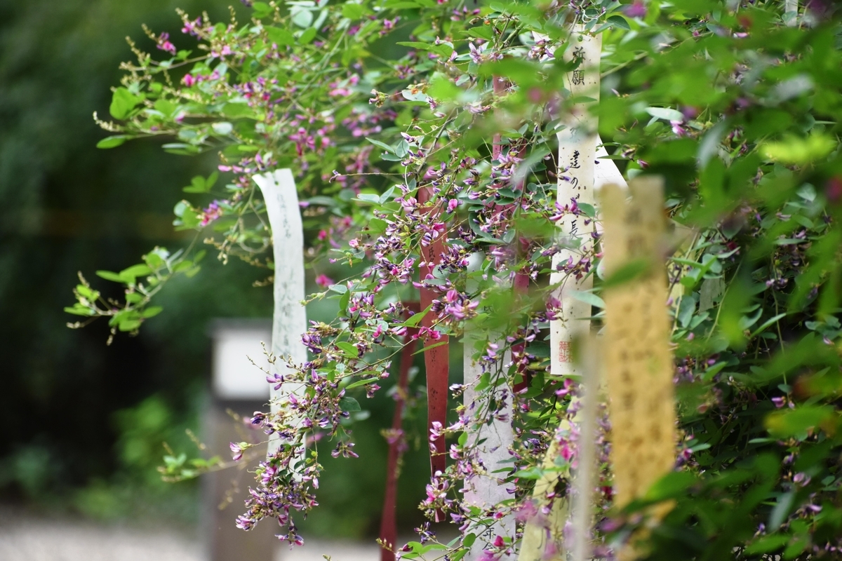 梨木神社 萩 散り始め 2018年10月13日 撮影:MKタクシー
