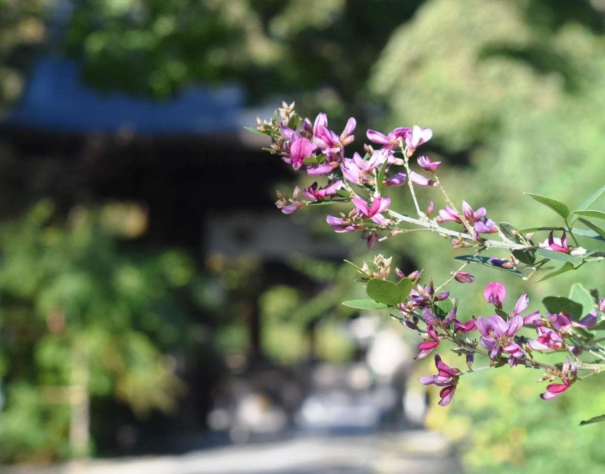 梨木神社　萩　終わり近し　2019年11月4日　撮影：MKタクシー