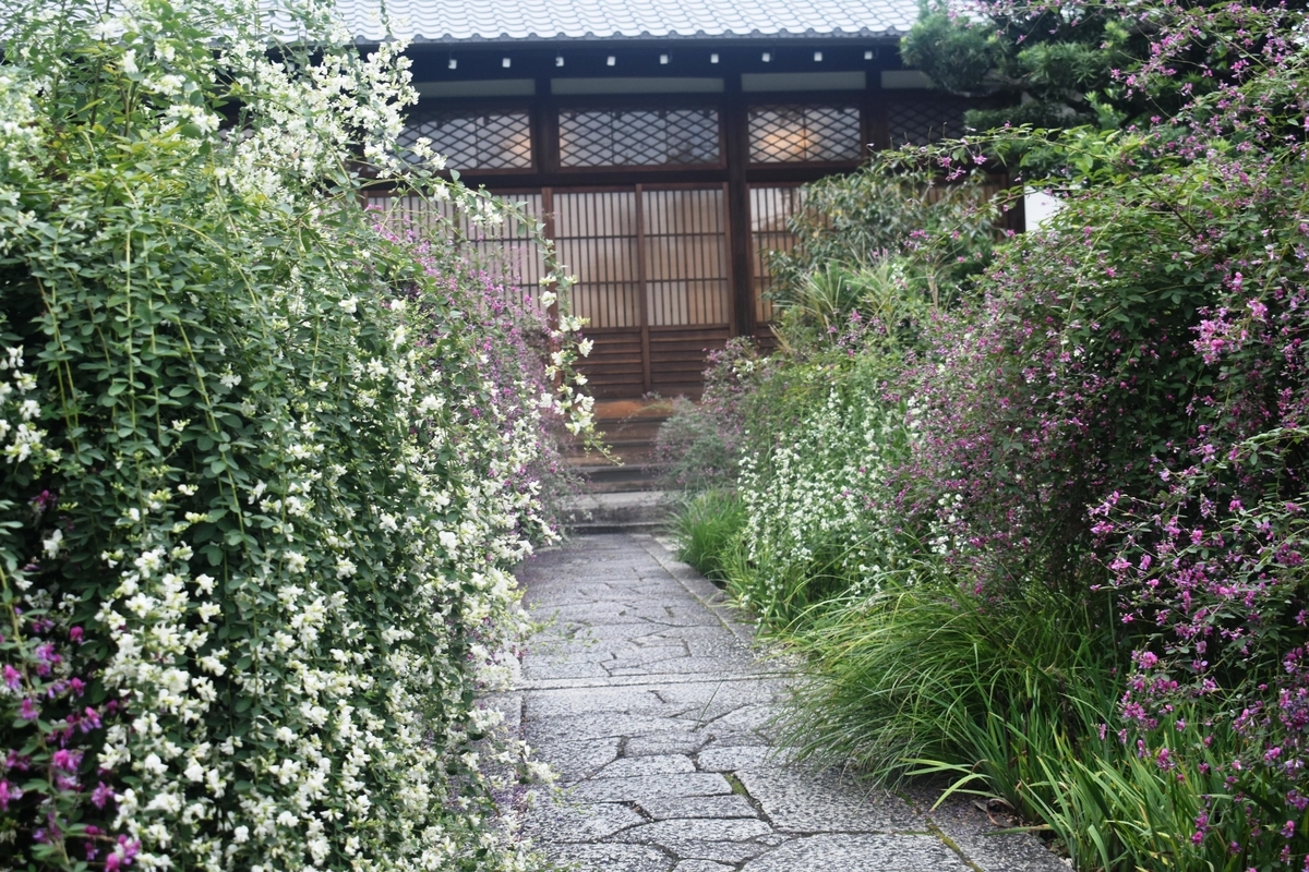 常林寺 五分咲き 見頃 2018年9月23日 撮影:MKタクシー