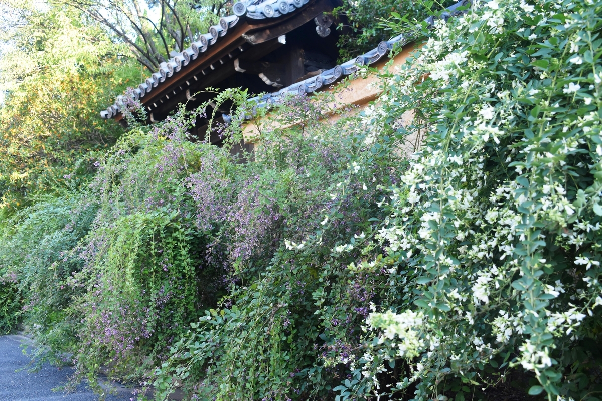 迎称寺　萩　見頃　2018年10月2日　撮影：MKタクシー