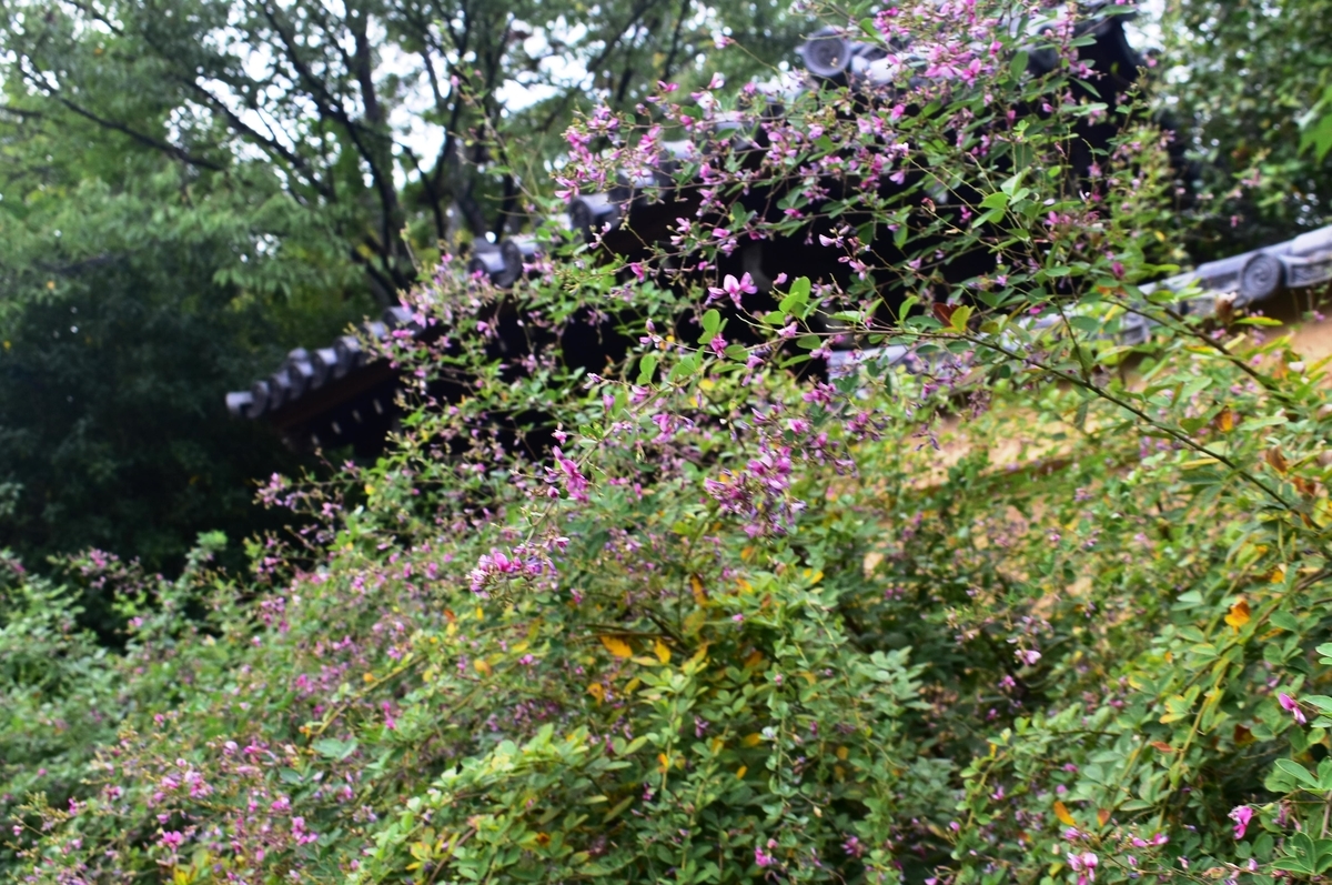 迎称寺 萩 見頃 2019年10月6日 撮影:MKタクシー