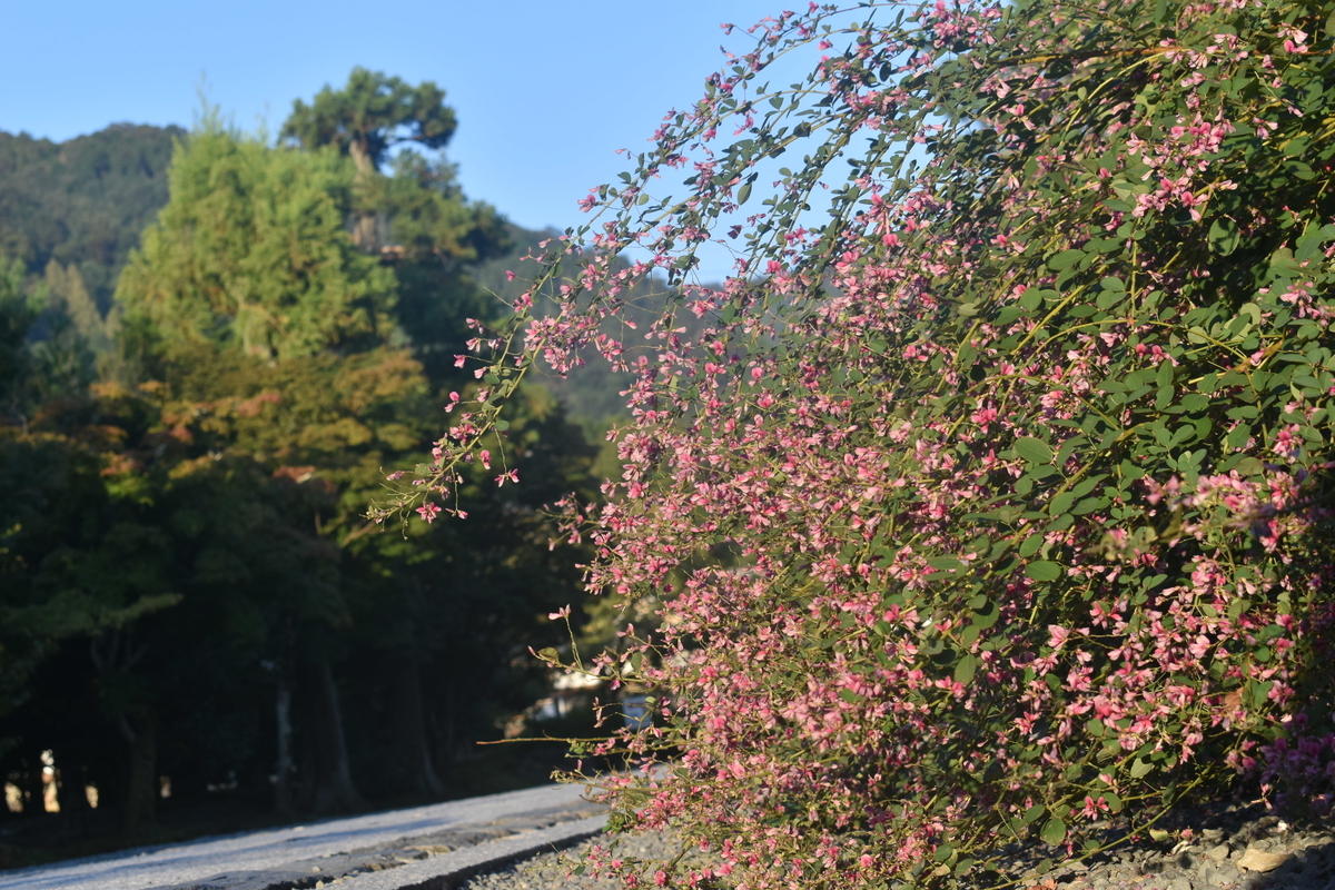 天龍寺　萩　見頃　2018年10月3日　撮影：MKタクシー