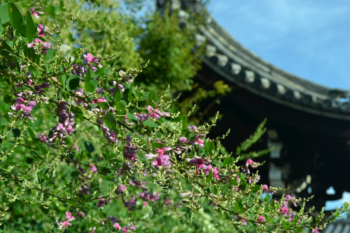 法住寺 萩 咲き始め 2017年9月13日 撮影:MKタクシー