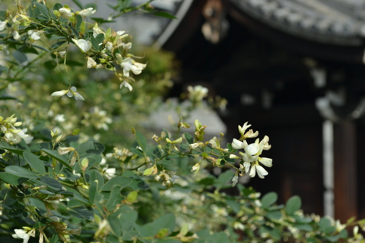 法住寺 萩 見頃 2017年9月30日 撮影:MKタクシー