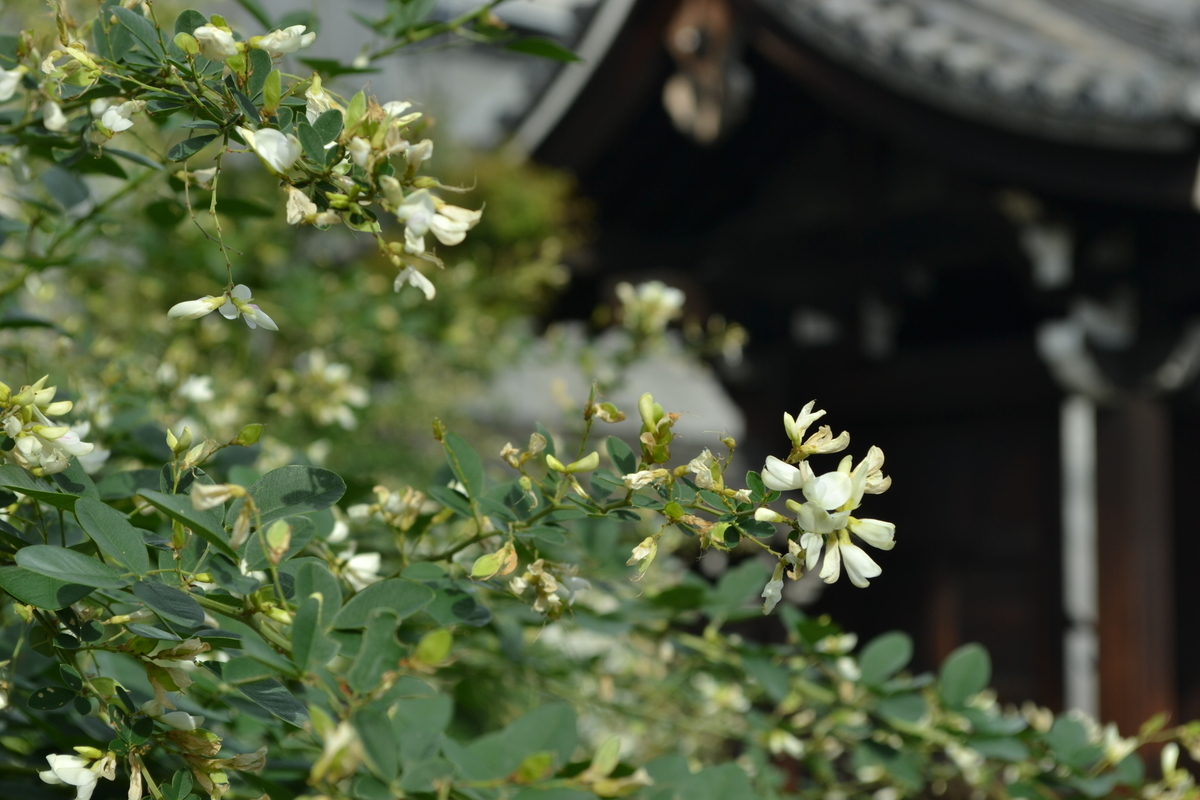 法住寺　萩　見頃　2017年9月30日　撮影：MKタクシー