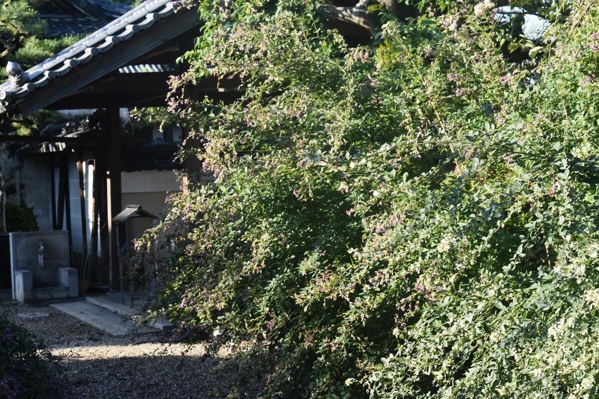 法住寺 萩 見頃 2018年10月1日 撮影:MKタクシー