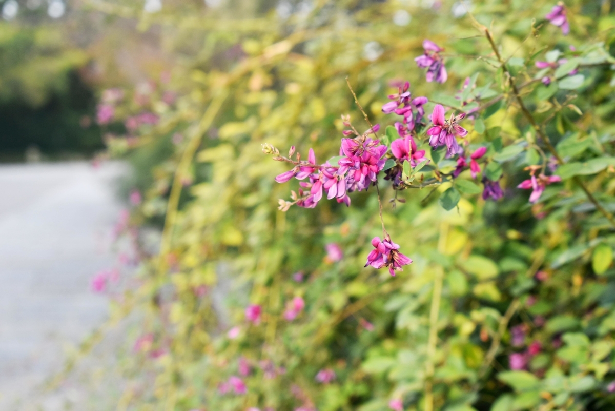 梅小路公園　萩　終わり近し　2019年10月31日　撮影：MKタクシー