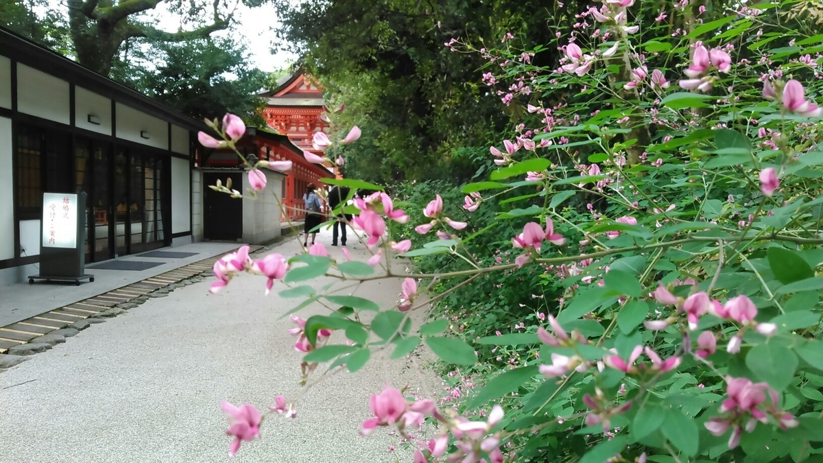 下鴨神社　萩　咲き始め　2015年9月10日　撮影：MKタクシー