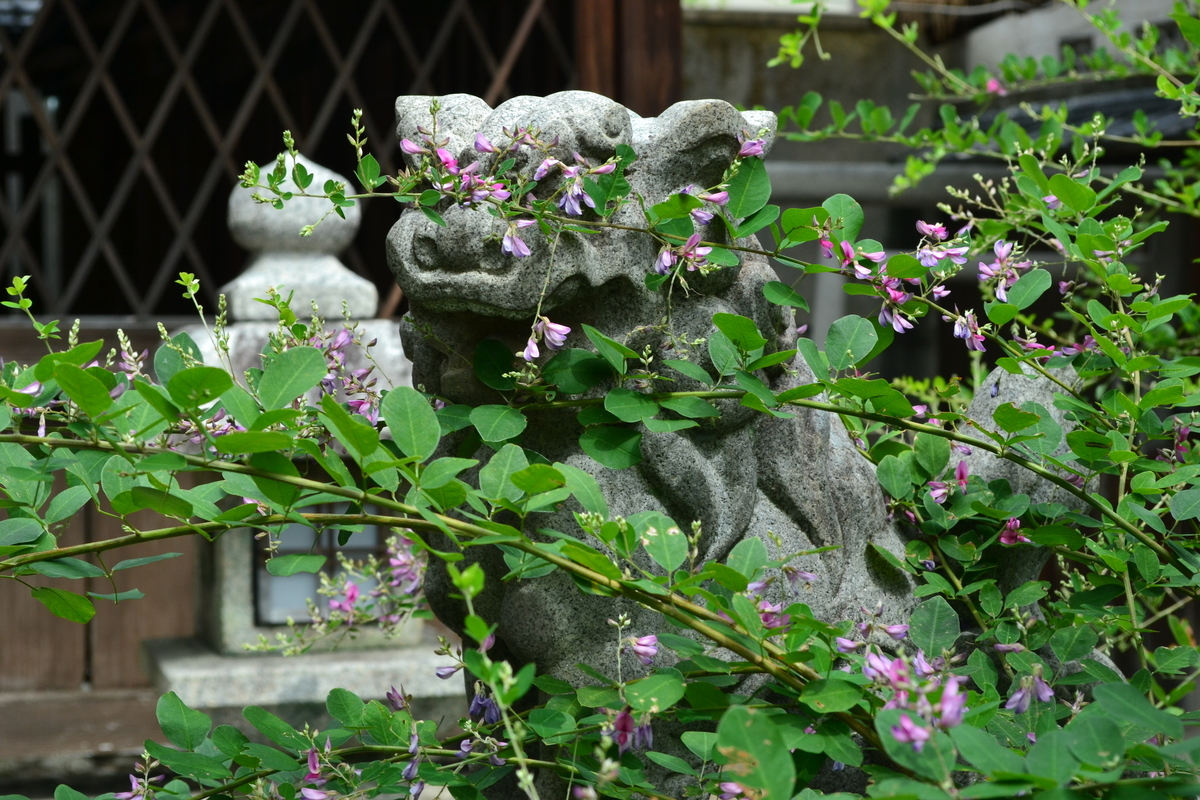 幸神社 萩 三分咲き 2017年9月15日 撮影:MKタクシー