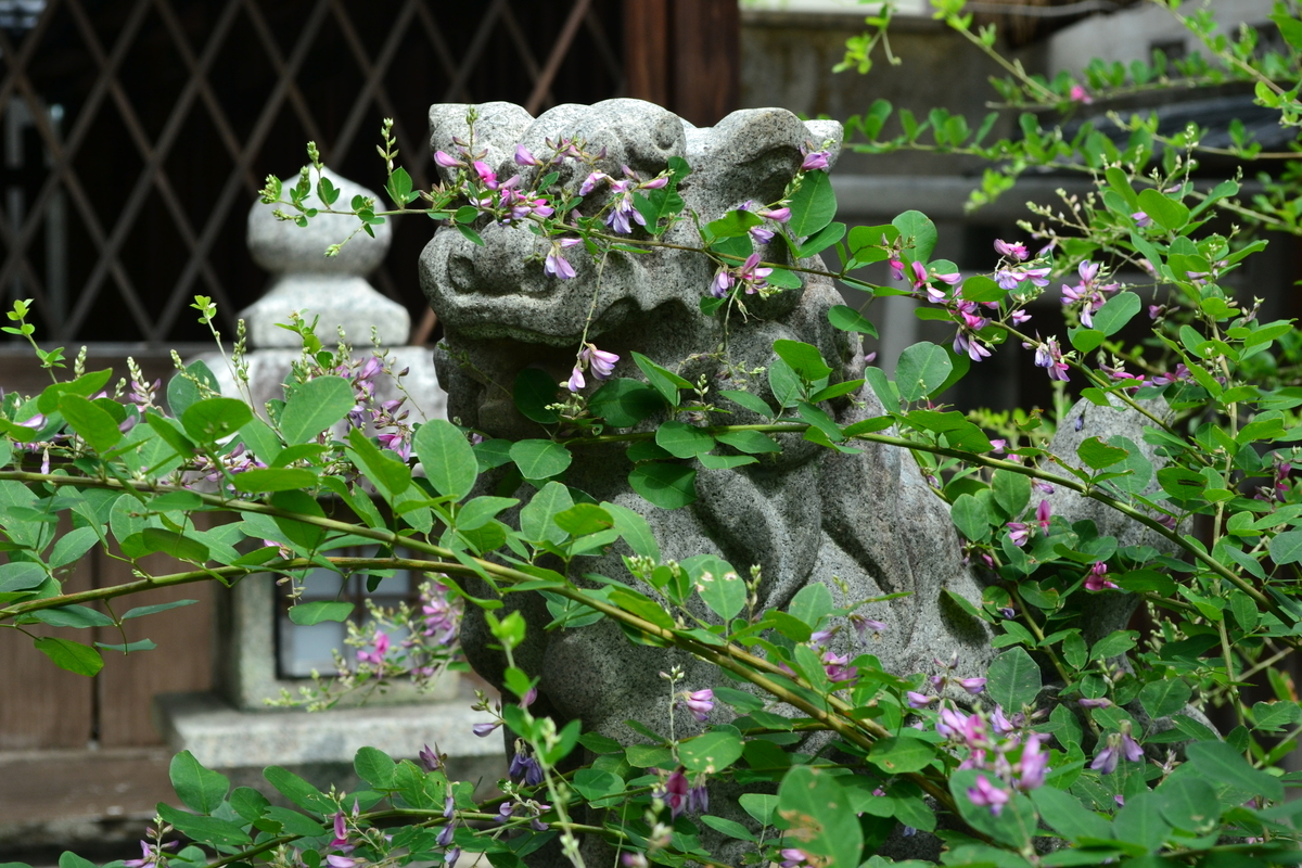 幸神社　萩　三分咲き　2017年9月15日　撮影：MKタクシー