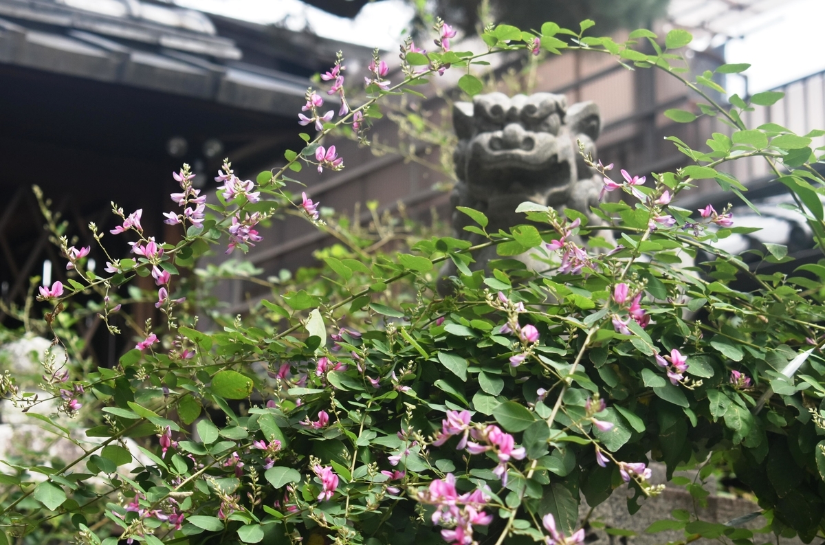 幸神社　萩　三分咲き　2018年9月17日　撮影：MKタクシー