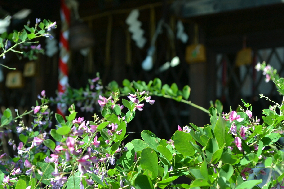 幸神社　萩　見頃　2017年9月25日　撮影：MKタクシー