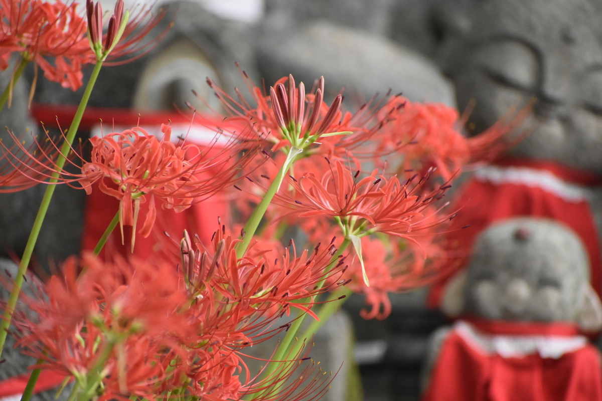 千本ゑんま堂 彼岸花 見頃 2019年9月26日 撮影:MKタクシー