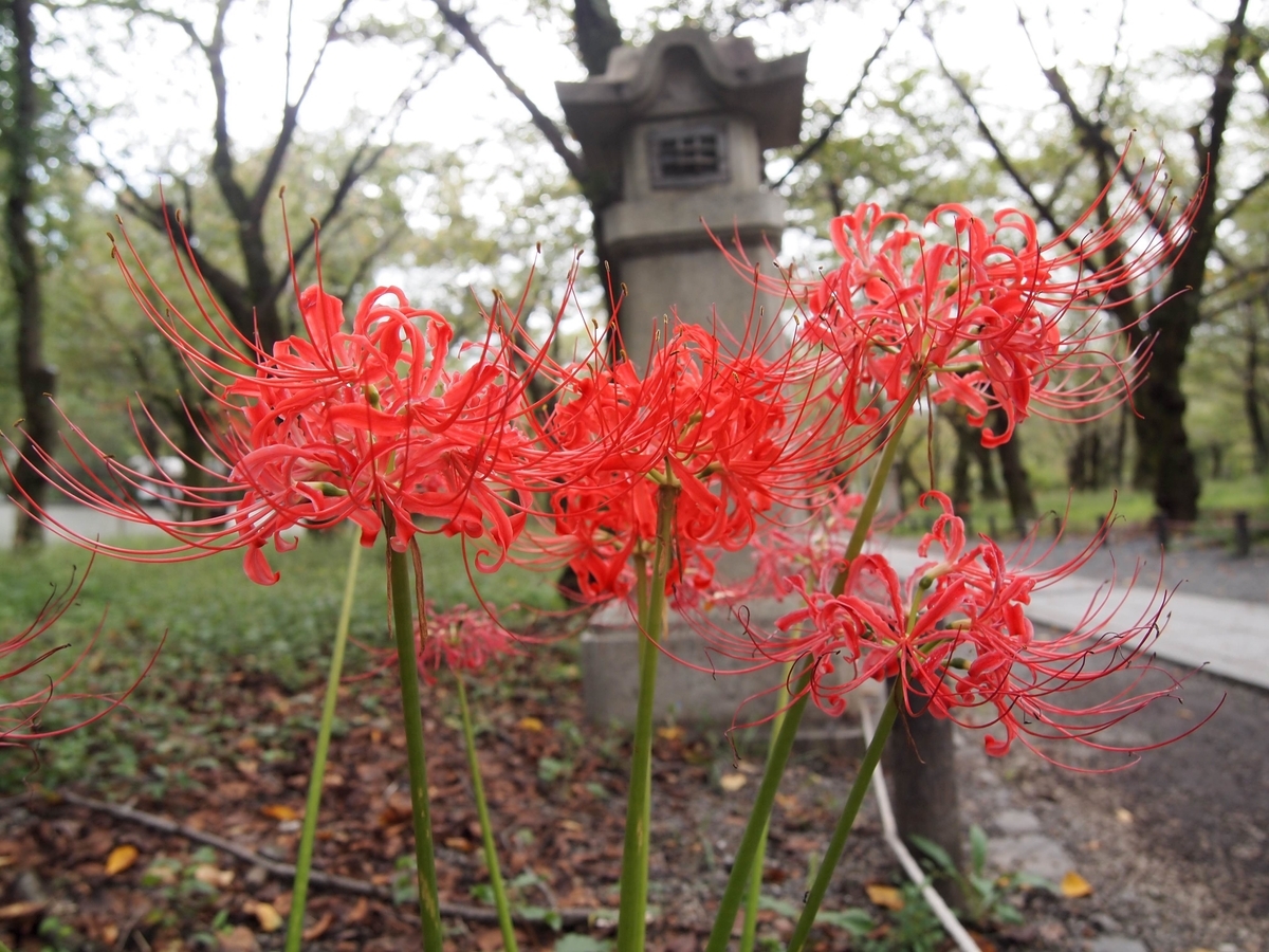 平野神社　彼岸花　見頃　2016年9月25日　撮影：MKタクシー