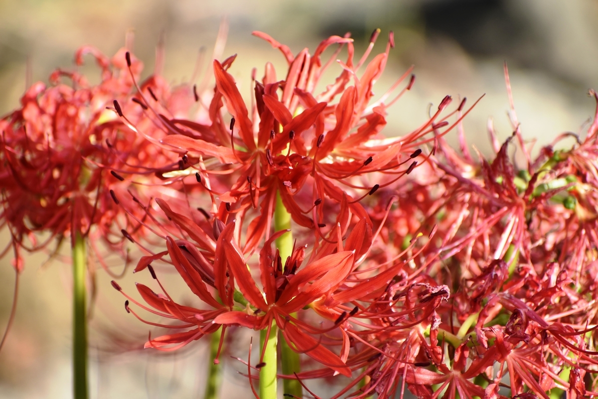 京都府立植物園　インディアンレッド　見頃　2019年10月22日　撮影：MKタクシー