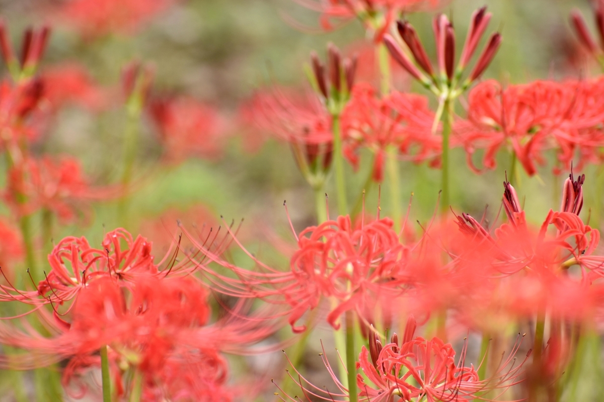 京都府立植物園 彼岸花 三分咲き 2018年9月17日 撮影:MKタクシー