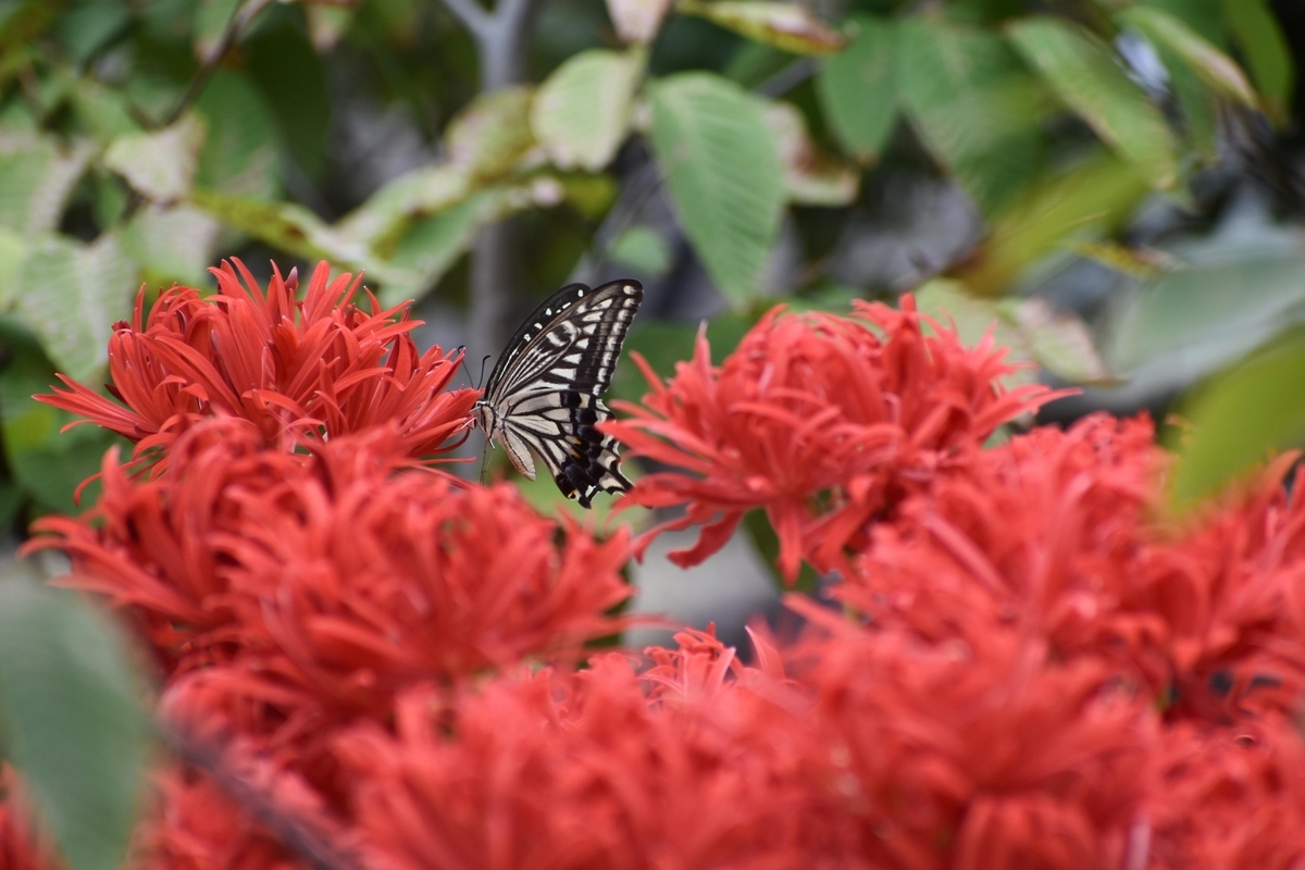 京都府立植物園　井上八重　見頃　2018年9月23日　撮影：MKタクシー